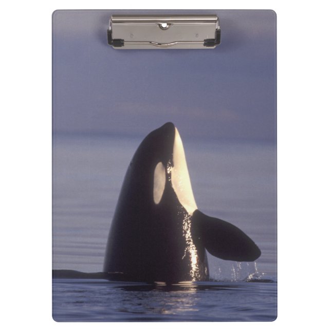Porte-bloc Épaulard émergeant (Orque orcinus) près (Devant)
