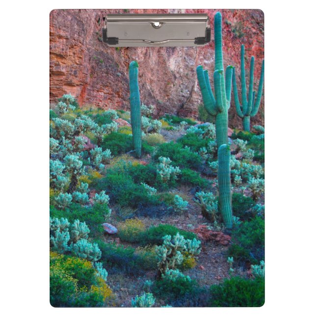 Porte-bloc États-Unis, Arizona. Flore du désert (Devant)