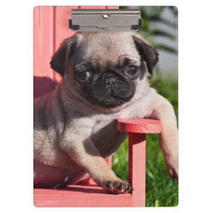 Porte-bloc États-Unis, Californie. Pug chiot avachi