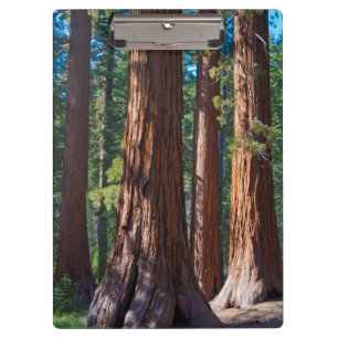 Porte-bloc États-Unis, Californie. Troncs d'arbres séquoias,