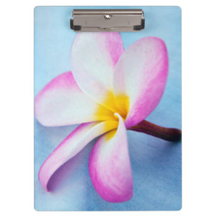 Porte-bloc États-Unis, Hawaï, Oahu, Fleurs de plumeria en fle