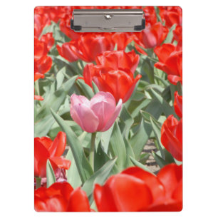 Porte-bloc États-Unis, Kansas, Tulipes rouges avec une tulipe