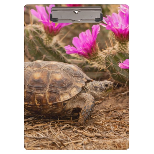 Porte-bloc États-Unis, Texas, comté de Hidalgo. Tortue (Devant)