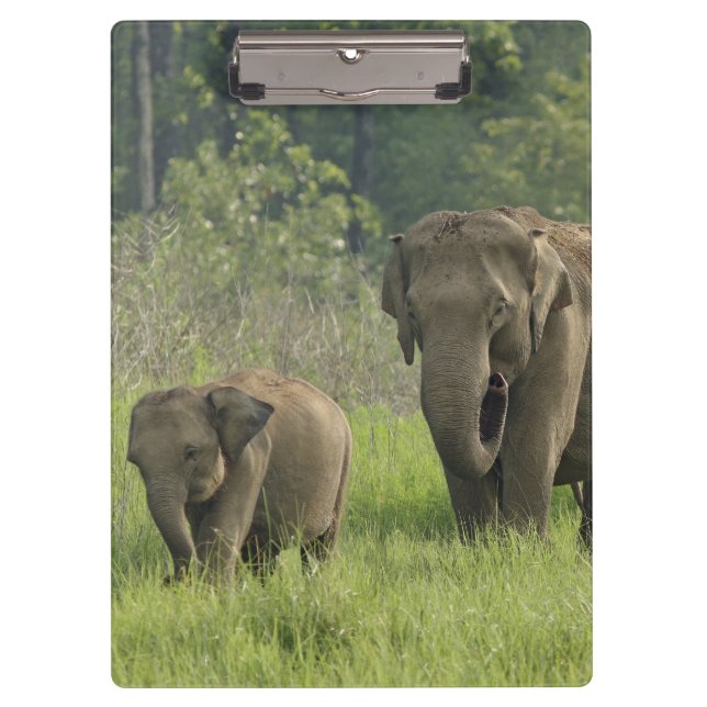 Porte-bloc Famille d'éléphants indiens (Devant)