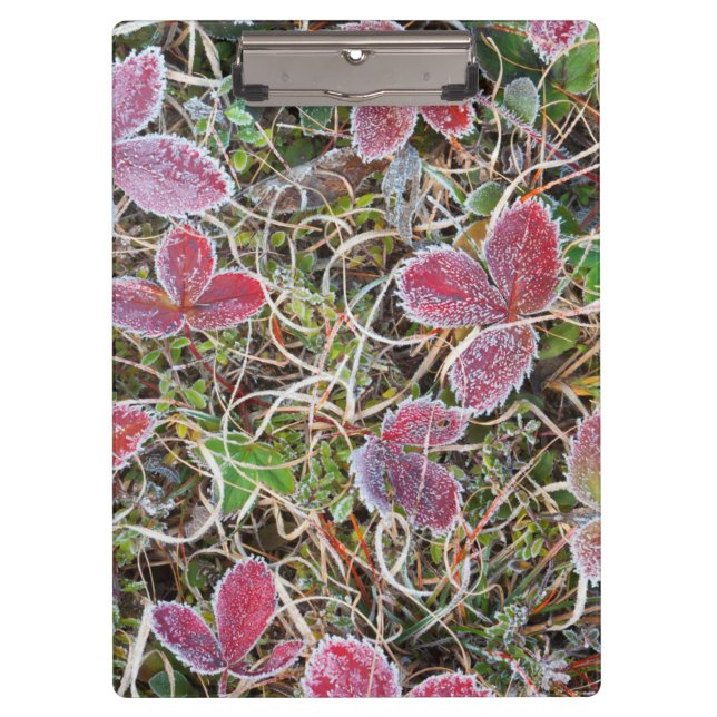 Porte-bloc Feuilles couvertes de givre, Canada (Devant)