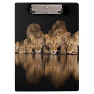 Porte-bloc Fierté de lions buvant au point d'eau la nuit
