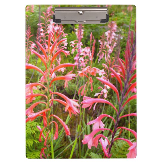 Porte-bloc Fleur de Bugle Lily (Watsonia), Cap-Oriental (Devant)