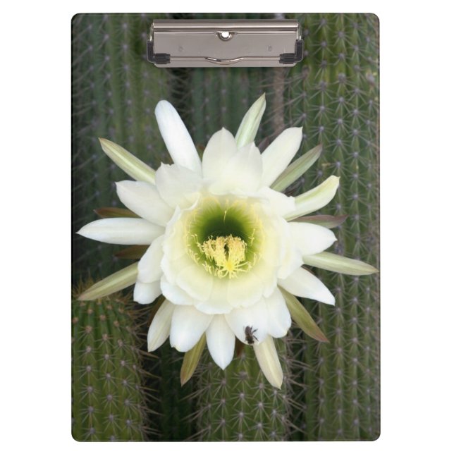 Porte-bloc Fleur De Cactus De Nuit, Région De Karoo (Devant)