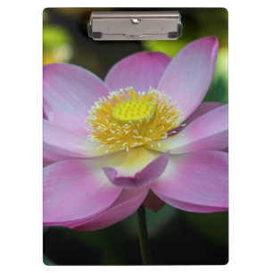 Porte-bloc Fleur de lotus en fleurs, Indonésie