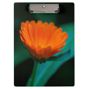 Porte-bloc Fleur de marguerite orange