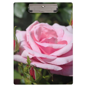 Porte-bloc fleur de rose parfaite et bourgeons. amour, freind