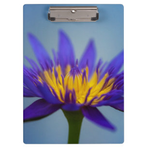 Porte-bloc Fleur Lily d'eau violette
