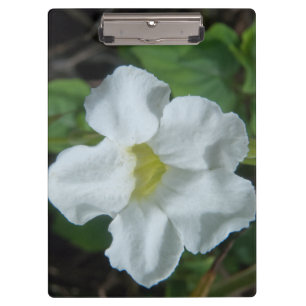 Porte-bloc Fleur tropicale blanche trouvée à Fidji