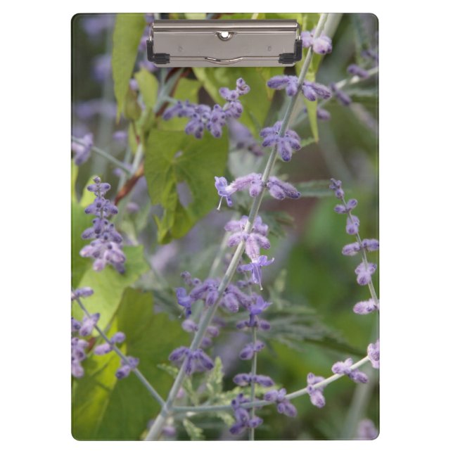 porte-bloc fleur violette jardin photographie beau (Devant)