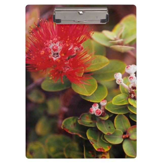 Porte-bloc Fleurs de Lehua à Hawaï Volcans (Devant)