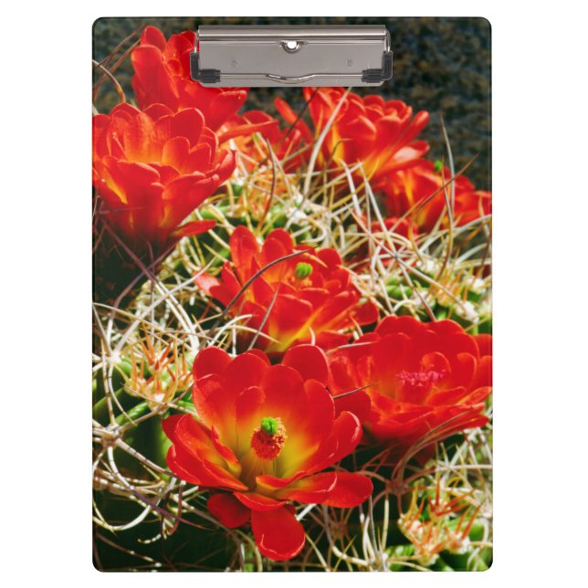 Porte-bloc Fleurs sauvages de cactus Coupe Claret (Devant)