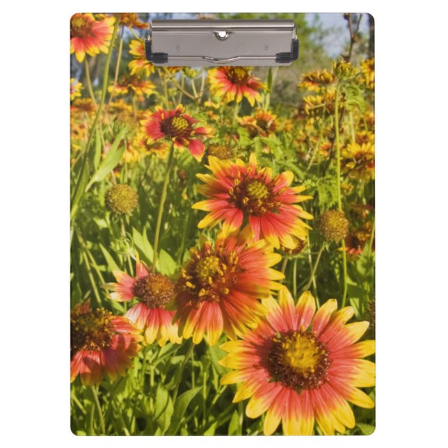 Porte-bloc Gaillardia pulchella) fleurs sauvages (Devant)