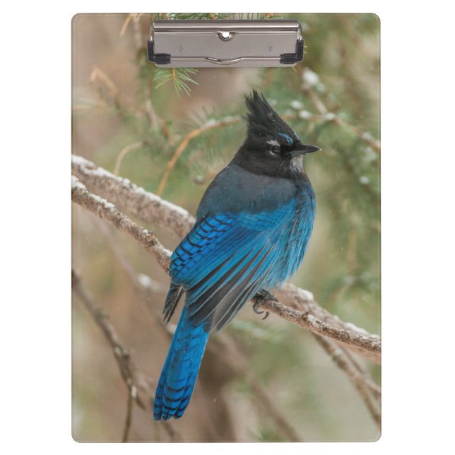 Porte-bloc Geai de Steller dans un arbre (Devant)