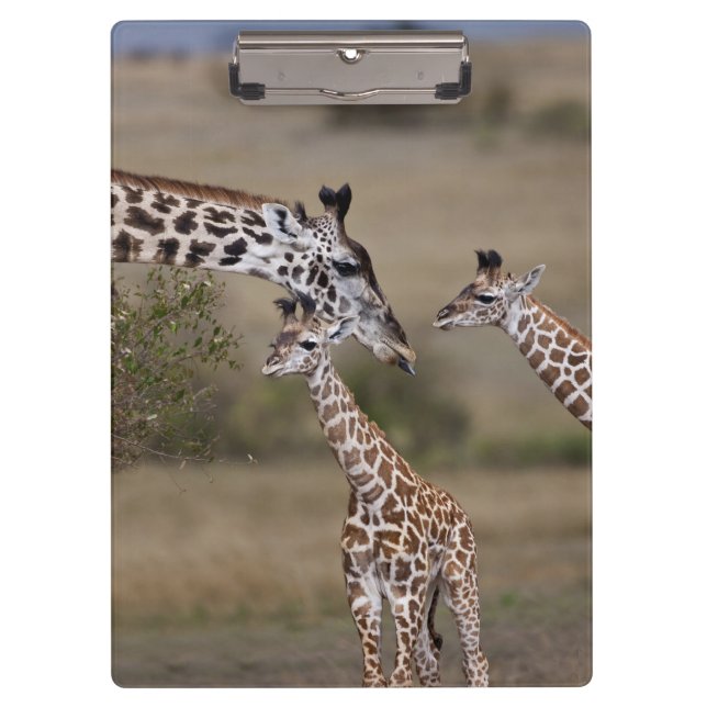 Porte-bloc Girafe maasaï (Giraffa tippelskirchi) (Devant)