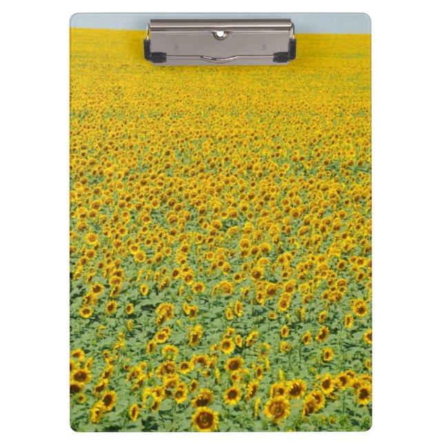 Porte-bloc Gisement jaune de tournesol (Devant)