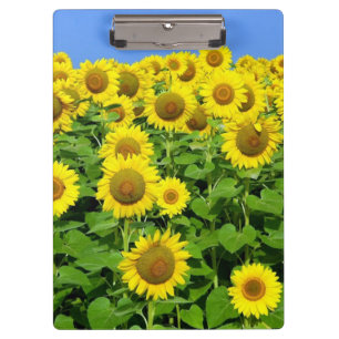 Porte-bloc Gisements de tournesol