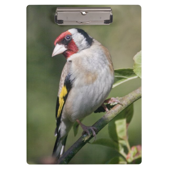 Porte-bloc Goldie Porte - bloc (Devant)