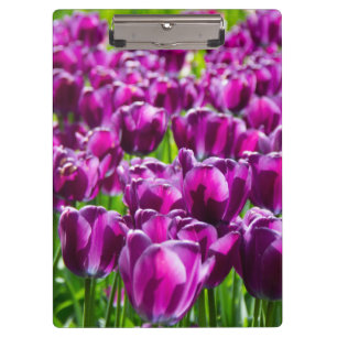 Porte-bloc Grand champ de tulipes pourpres