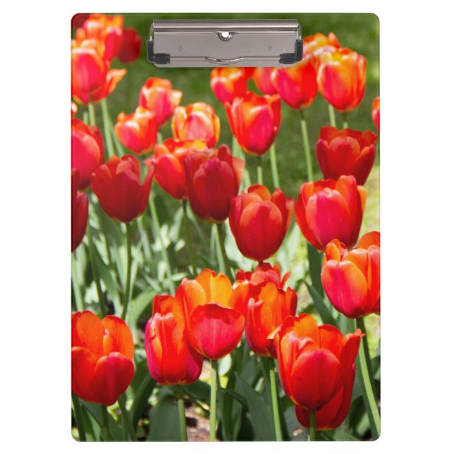 Porte-bloc Grand champ de tulipes rouges (Devant)