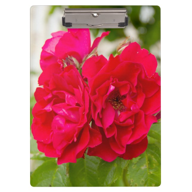 Porte-bloc Grandes roses rouges dans le jardin (Devant)