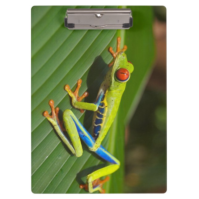 Porte-bloc Grenouille à arbre vert coloré de la Jungle (Devant)