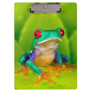 Porte-bloc Grenouille aux yeux rouges, Costa Rica