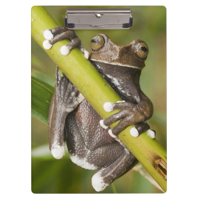 Porte-bloc Grenouille captive Tapichalaca Hyloscirtus (Devant)