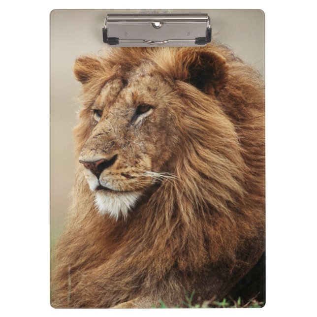 Porte-bloc Gros plan de lion mâle (Devant)