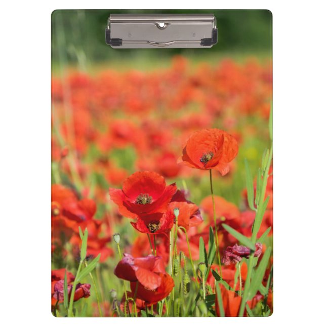 Porte-bloc Gros plan sur un champ de coquelicots, France (Devant)