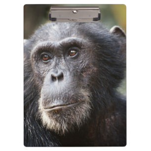 Porte-bloc Gros plan sur un chimpanzé mâle