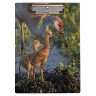 Porte-bloc Grue du Canada avec poussins, Floride