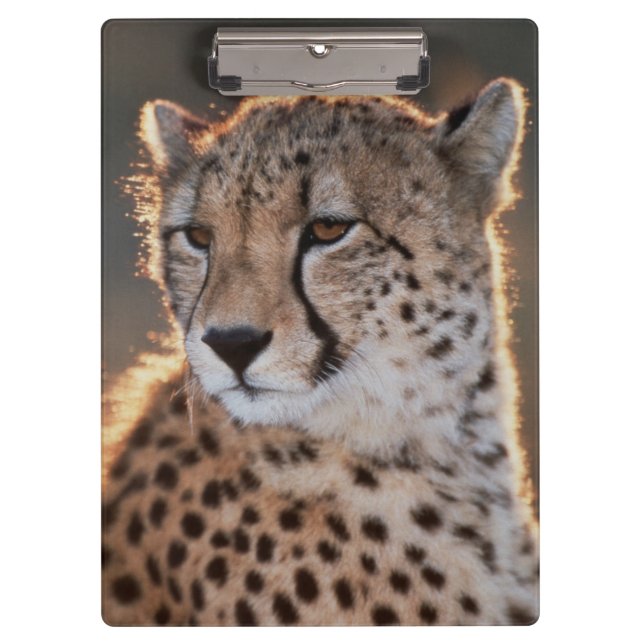 Porte-bloc Guépard regardant ailleurs (Devant)