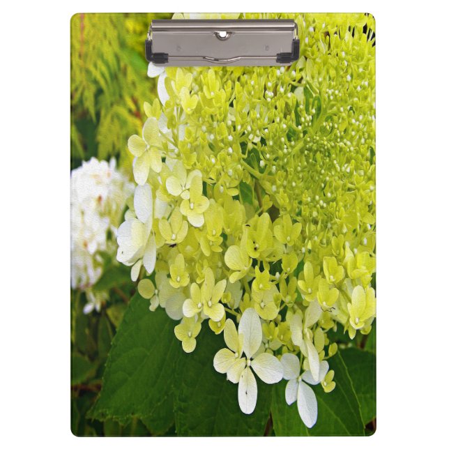 Porte-bloc Hydrangea Limelight Vert Chartreuse Élégant (Devant)