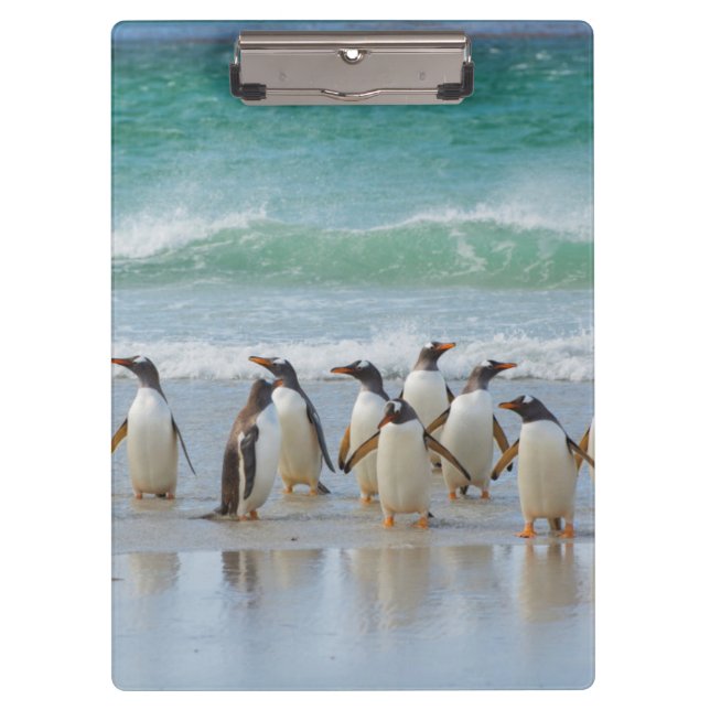 Porte-bloc Îles Falkland. Île Saunders. Gentoo (Devant)