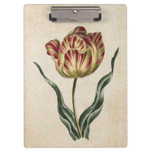Porte-bloc Illustration de la tulipe florale vintage