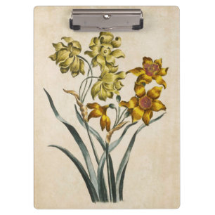 Porte-bloc Illustration vintage de la florale botanique Jonqu