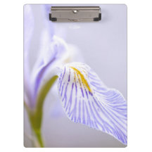 Iris sauvage mol