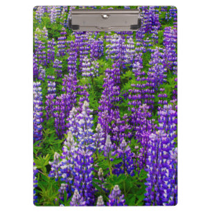 Porte-bloc Islande. Vik i Myrdal. Champ de lupins