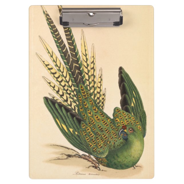 Porte-bloc James Sowerby Parrot terrestre, Psittacus terrestr (Devant)