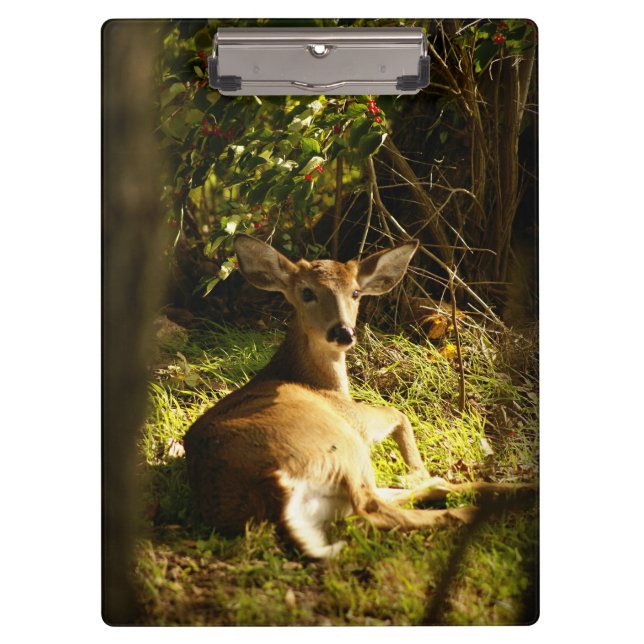 Porte-bloc Jeune Buck Dans Le pré (Devant)