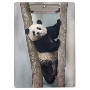 Porte-bloc Jeune panda grimpant à un arbre, Chine