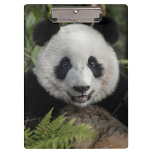 Porte-bloc Jeune panda heureux, Chine