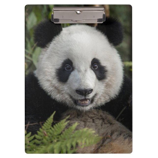 Porte-bloc Jeune panda heureux, Chine (Devant)