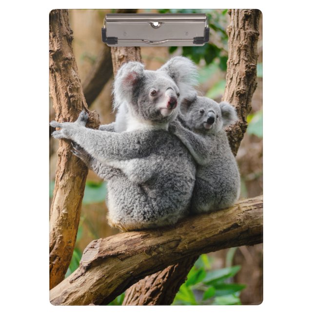 Porte-bloc Koala avec bébé dans un arbre en Australie (Devant)