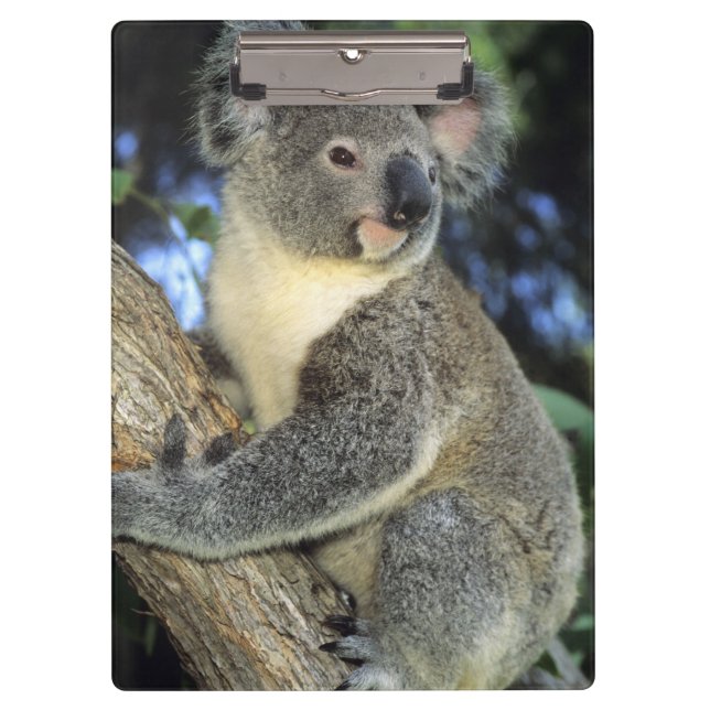 Porte-bloc Koala, Phascolarctos cinereus), Australie, (Devant)